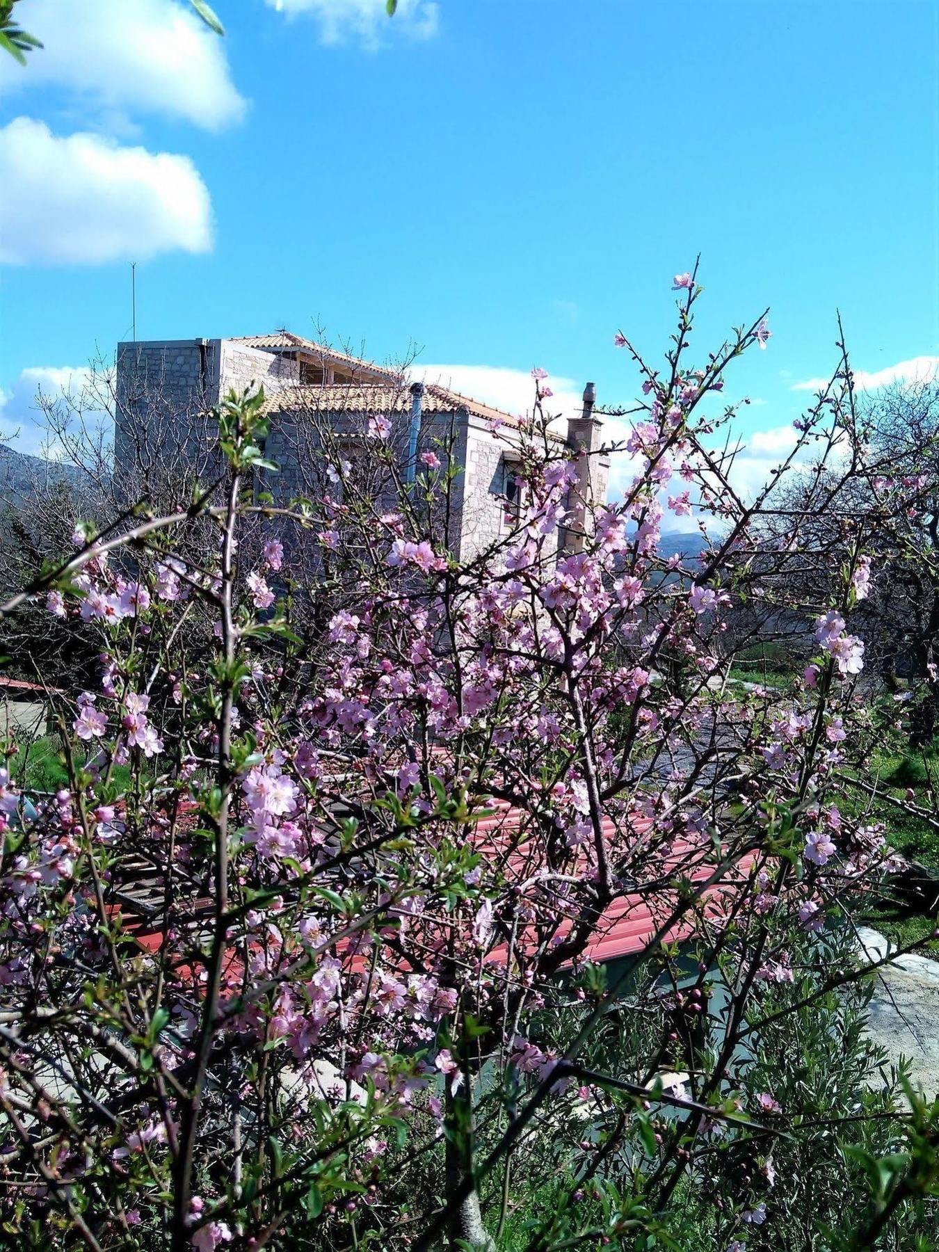 Villa Ermis - The Cretan Castello Kástellos エクステリア 写真